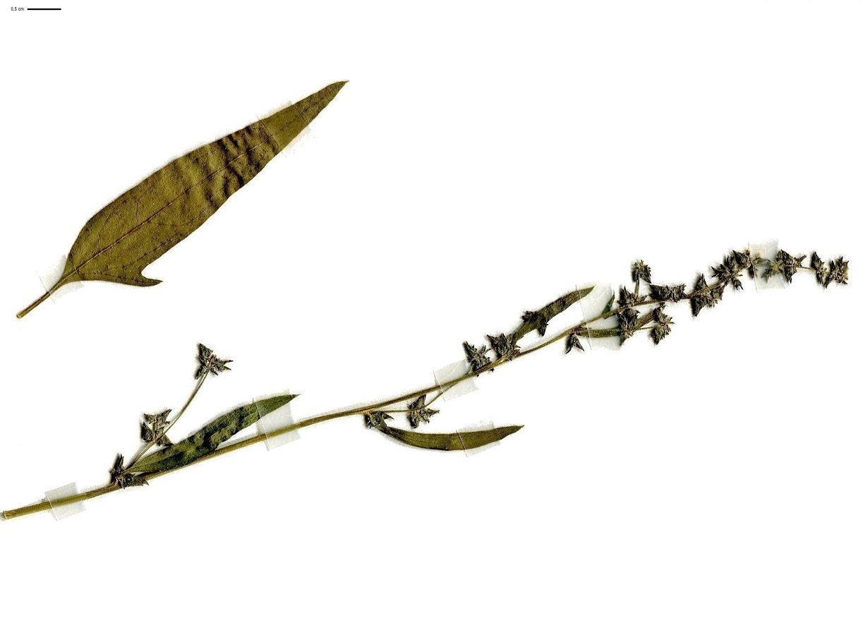Atriplex patula (Amaranthaceae)